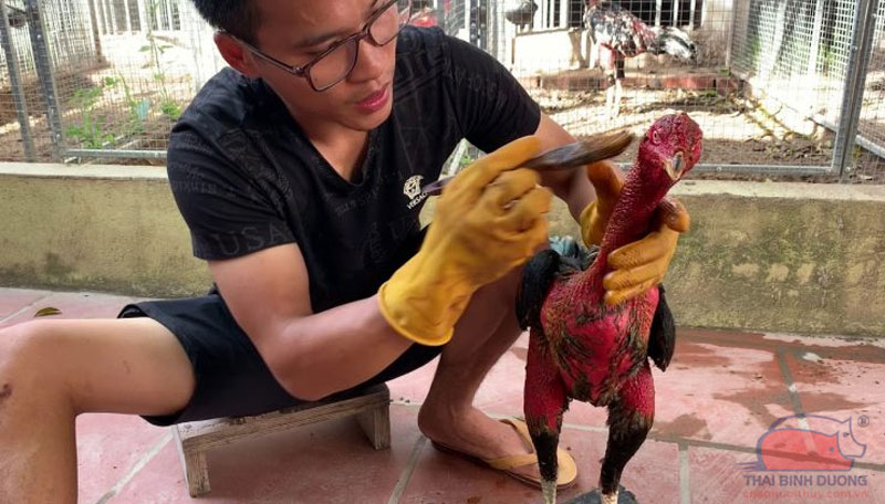 Tại sao nên học cách om gà chọi